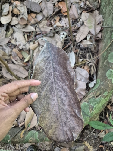 Artocarpus lanceifolius observed 2025-07-19