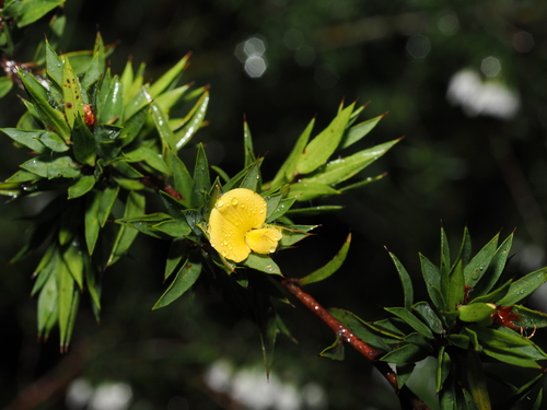 yellow bush-pea (Pultenaea villifera)