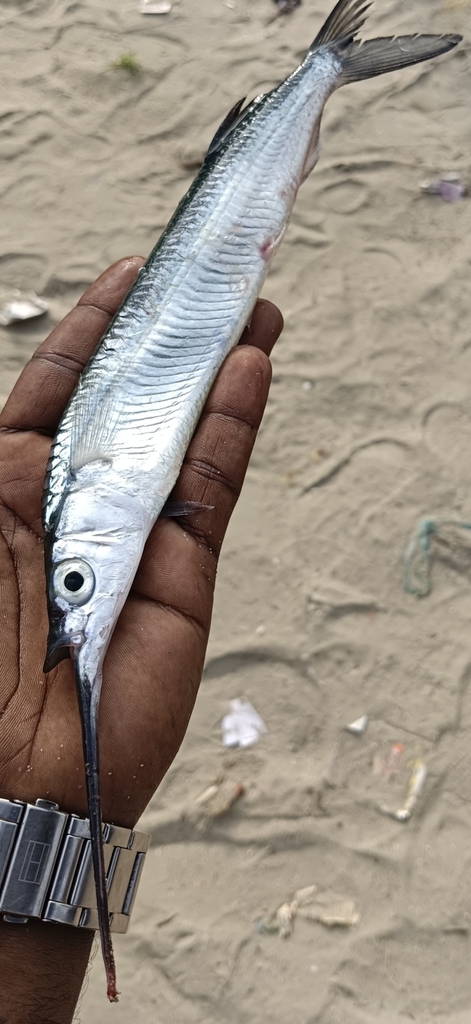 Jumping halfbeak (Hemiramphus archipelagicus) — Hemiramphidae