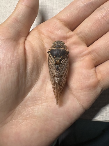 Subpsaltria yangi