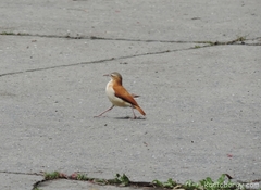 Furnarius leucopus cinnamomeus