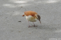 Furnarius leucopus cinnamomeus