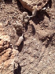 Urmenetea atacamensis