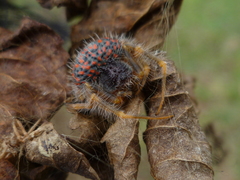 Mastophora carpogaster