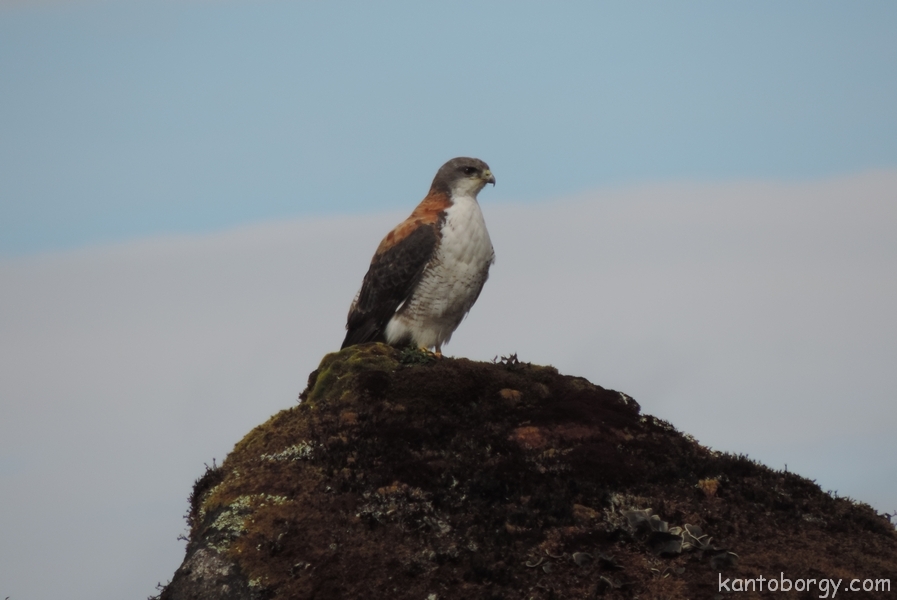 Buteo polyosoma image