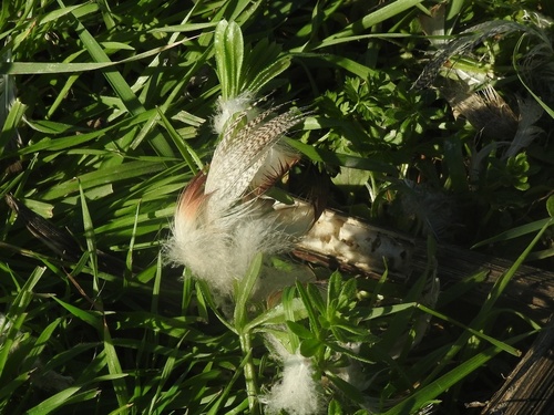 Plume de Canard colvert