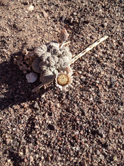 Urmenetea atacamensis