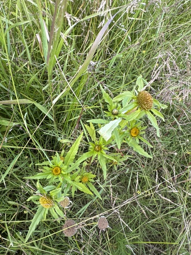 Greater Bur-marigold
