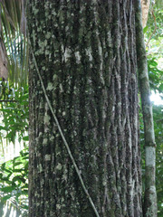 Calophyllum brasiliense