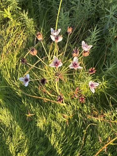 Flowering-rush