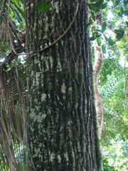 Calophyllum brasiliense
