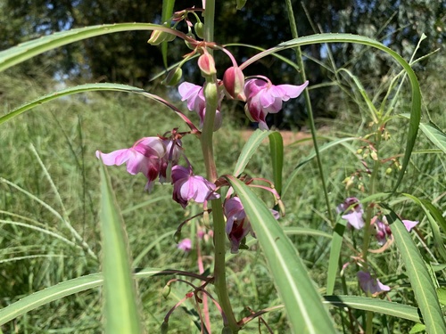 Marsh Henna (Hydrocera triflora)