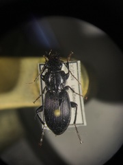 Pterostichus coracinus