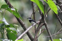 Platysteira castanea