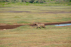 Hyaena hyaena