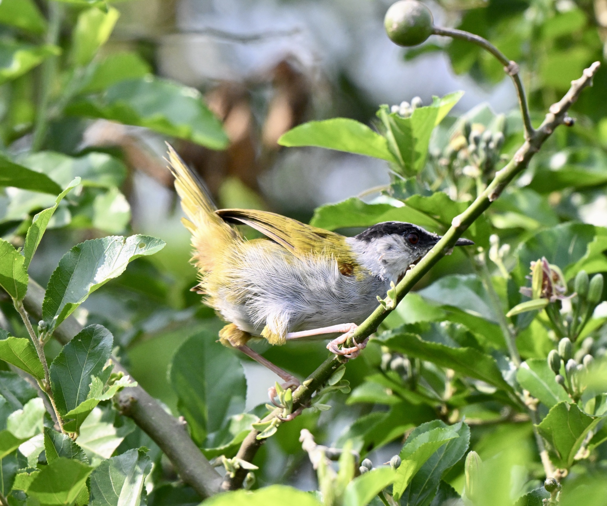 Grey-capped Warbler (Eminia lepida), photo 2