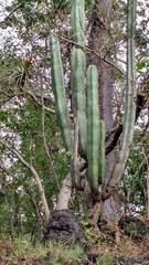 Isolatocereus dumortieri