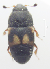 Carpophilus hemipterus