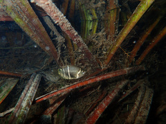 Chocolate Gourami photo 2