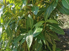 Sanchezia speciosa