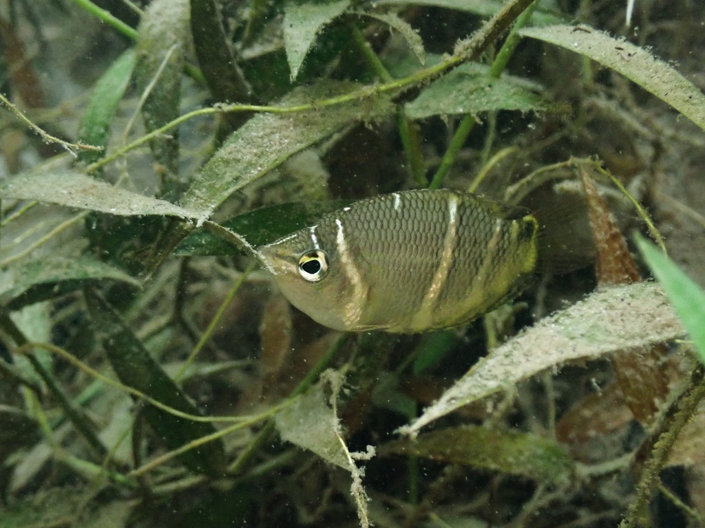 Chocolate Gourami