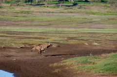 Hyaena hyaena