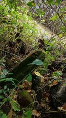 Isolatocereus dumortieri