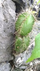 Isolatocereus dumortieri