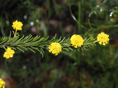 Acacia gordonii, photograph Thomas Mesaglio, CC BY, iNaturalist via GBIF
