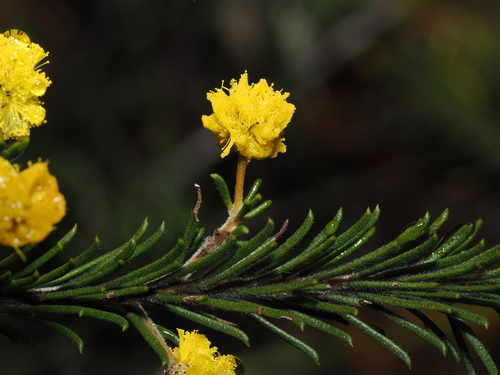 Acacia gordonii, photograph 4