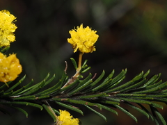 Acacia gordonii, photograph Thomas Mesaglio, CC BY, iNaturalist via GBIF