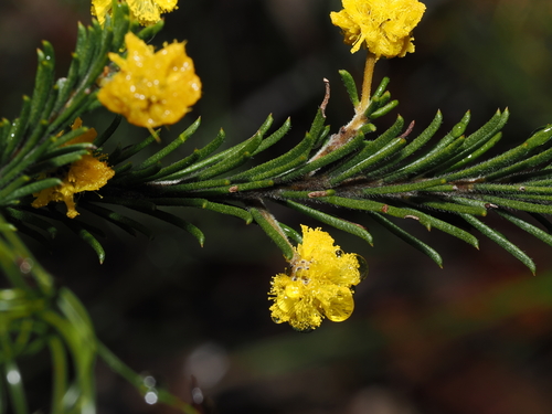 Acacia gordonii, photograph 5