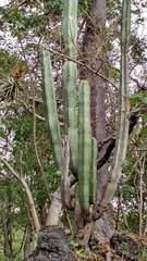 Isolatocereus dumortieri