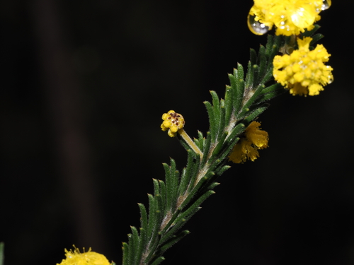 Acacia gordonii, photograph 6