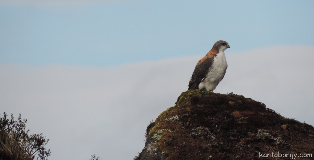 Buteo polyosoma image