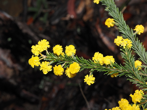 Acacia gordonii, photograph 2