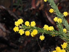 Acacia gordonii, photograph Thomas Mesaglio, CC BY, iNaturalist via GBIF