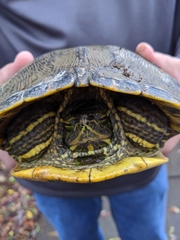 Trachemys scripta