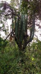 Isolatocereus dumortieri