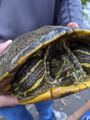 Trachemys scripta