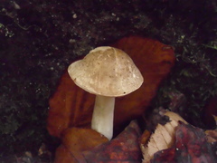 Leccinum flavostipitatum