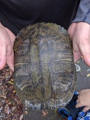 Trachemys scripta
