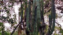 Isolatocereus dumortieri