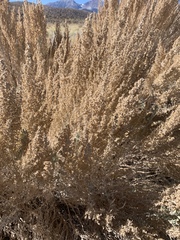 Artemisia tridentata tridentata