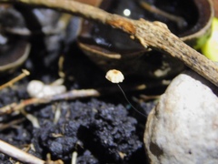 Marasmius