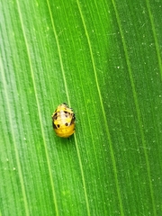Coccinellidae
