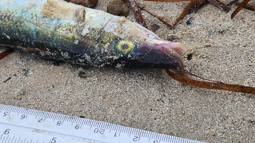 Blauwe zeegrasvis (Haletta semifasciata) — Odacidae — 5