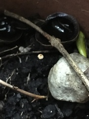 Marasmius