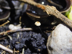 Marasmius