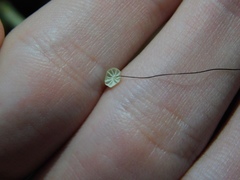 Marasmius